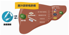 强肝胶囊调节肠道菌群